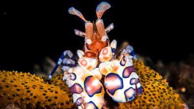 Harlequin-Shrimp-ocean-hero-shutterstock