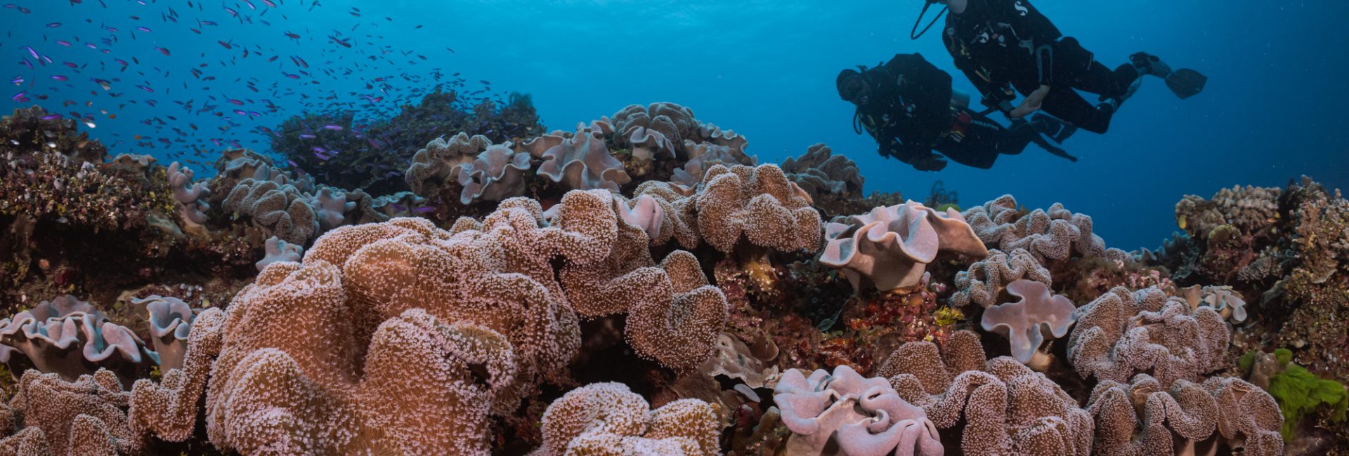 10 Fun Facts About Coral Reefs