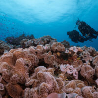 two divers swimming over a reef