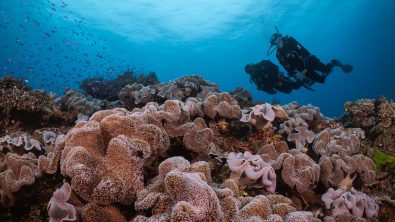 two divers swimming over a reef