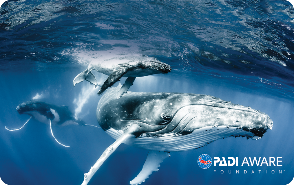 three humpback whales on a PADI certification card