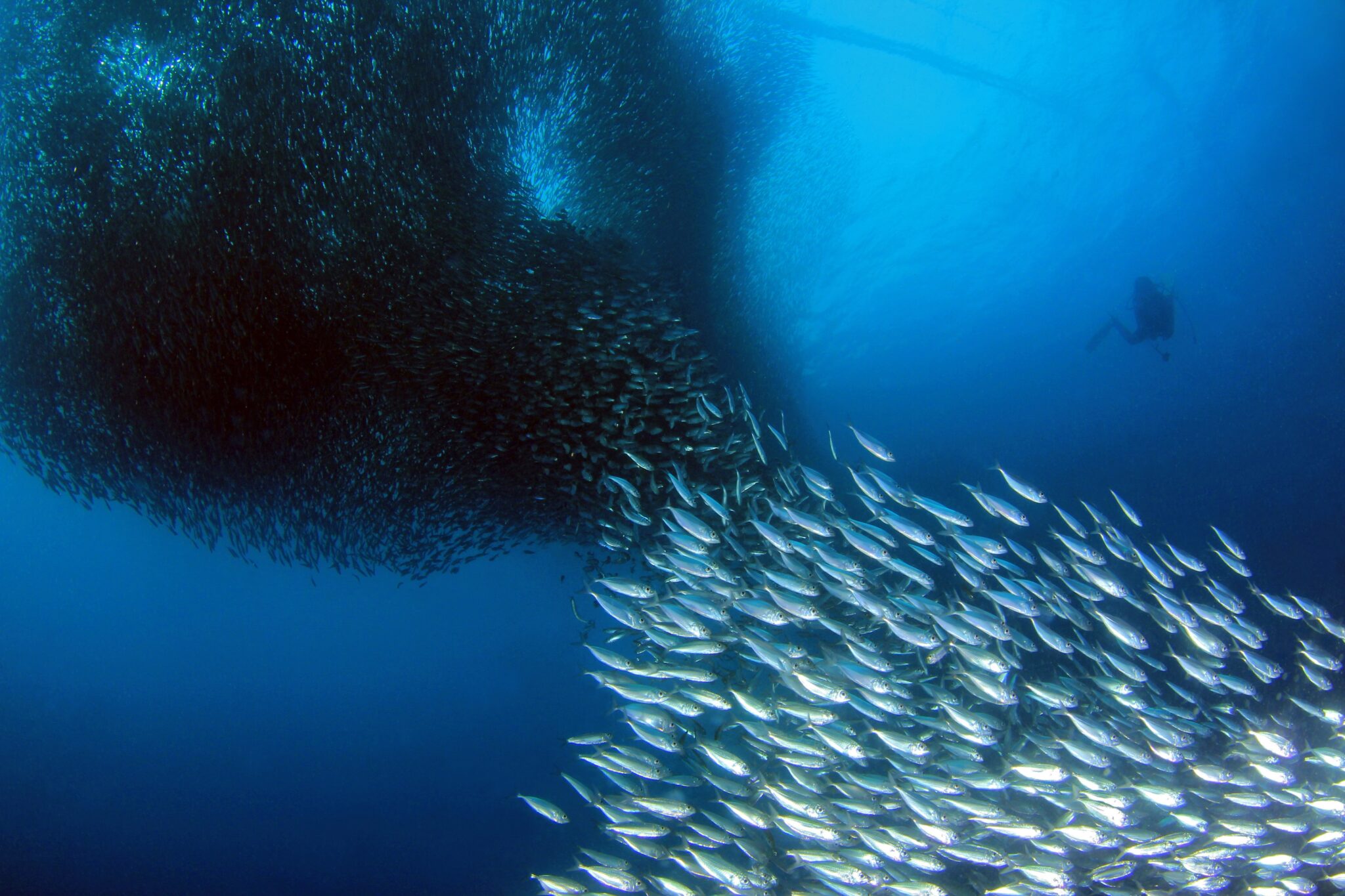 Diver swimming behind a massive baitball of sardines