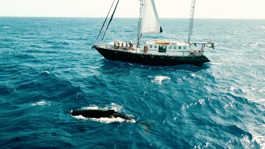 A sailboat with white sails floats next to a whale coming up to breathe.