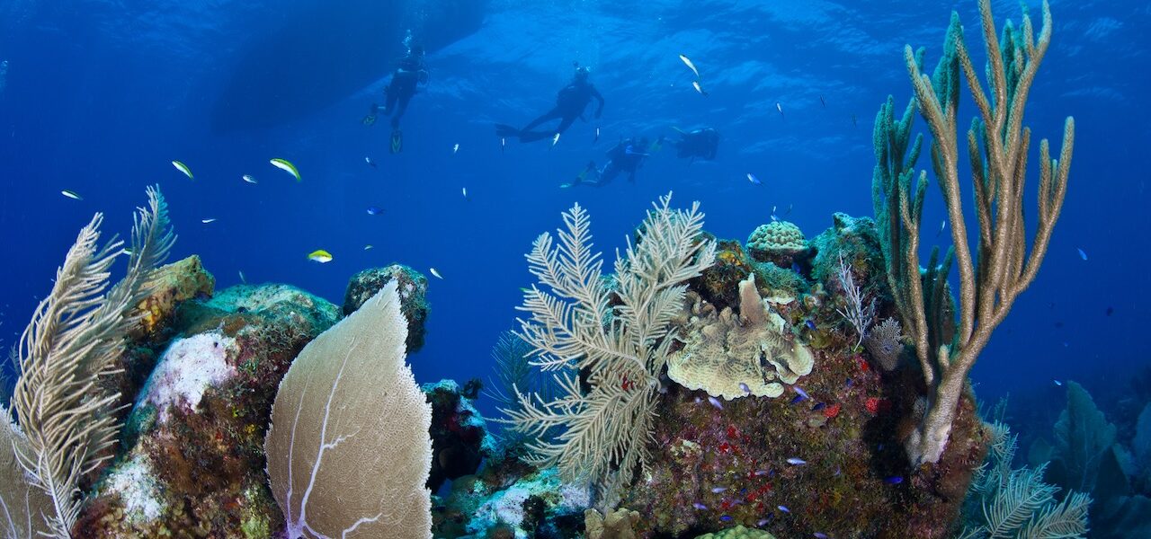 Comment Adopt the Blue surveille le blanchiment des coraux avec l&rsquo;aide de plongeurs du monde entier