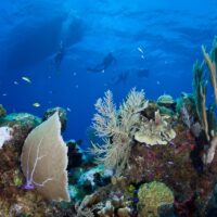 cayman islands dive map caribbean reef