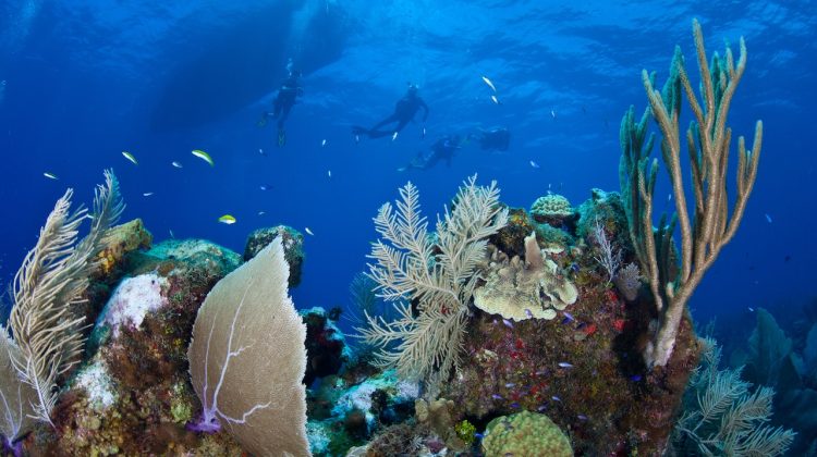 cayman islands dive map caribbean reef