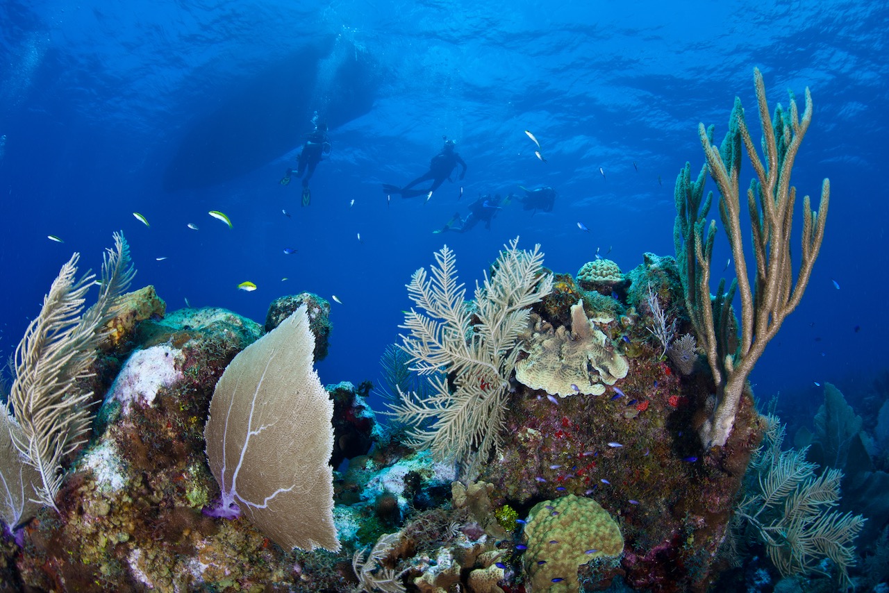 cayman islands dive map caribbean reef