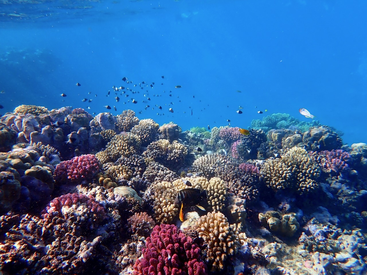 Vibrant shallow coral reef teeming with small fish in the red sea
