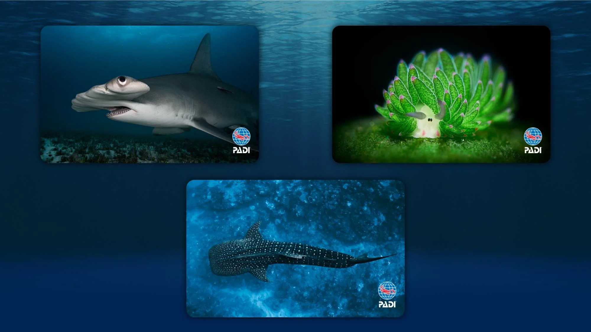 certification cards for q3 2025 at padi