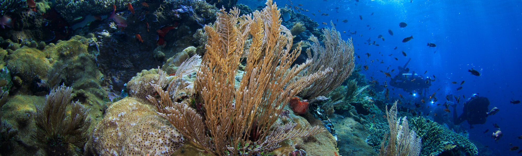 The Best Times of Year to Dive Komodo Island