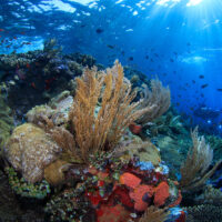 Komodo_Scuba_Shutterstock
