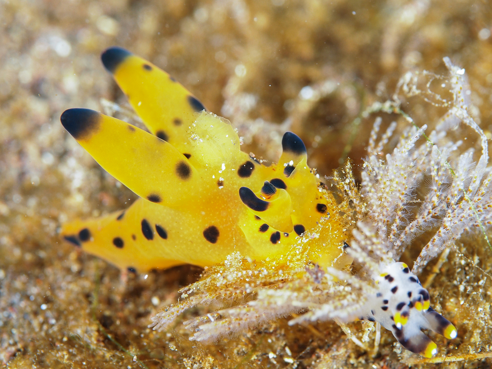 a yellow nudibranch with black spots, the Pikachu Nudibranch in Indonesia
