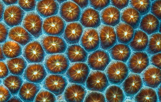 close up of coral polyps