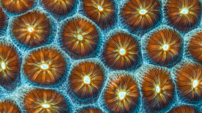 close up of coral polyps