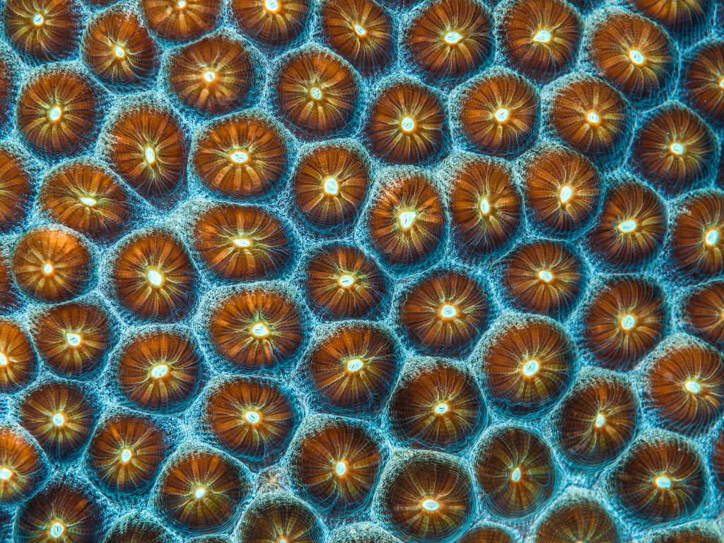 Hard coral polyp - canva