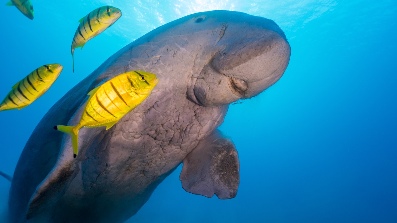 Dive with dudong in the Red Sea