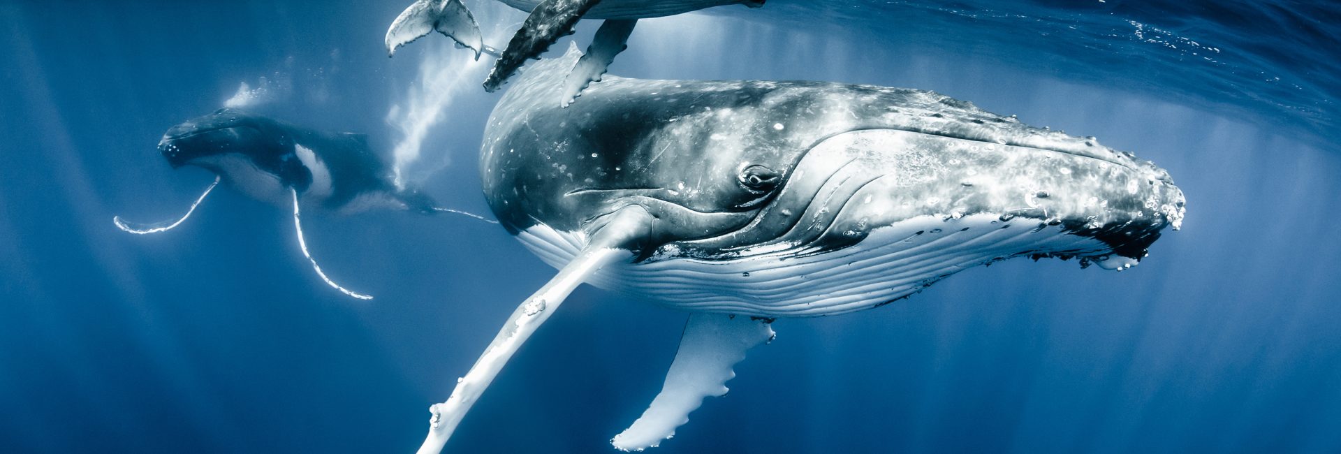 Are We Saving the Whales?
