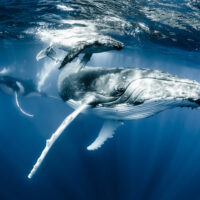 A mom and calf humpback whale are in the foreground, and a male is in the background. The water is dark and clear.