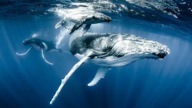 A mom and calf humpback whale are in the foreground, and a male is in the background. The water is dark and clear.
