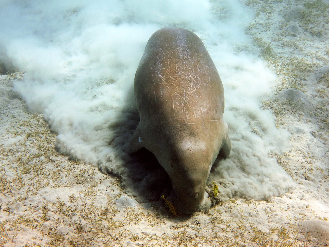 dive with dugongs in egypt