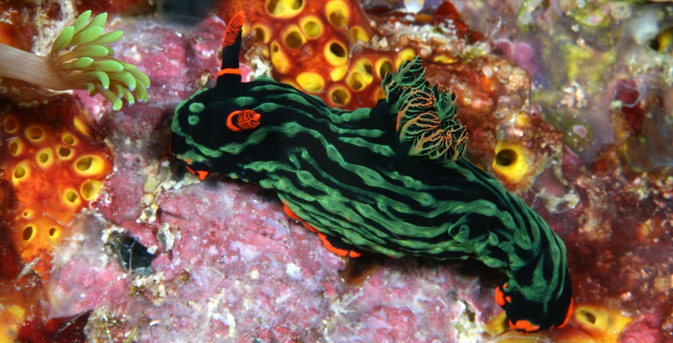 11種類の小さな海洋生物の驚くべき姿