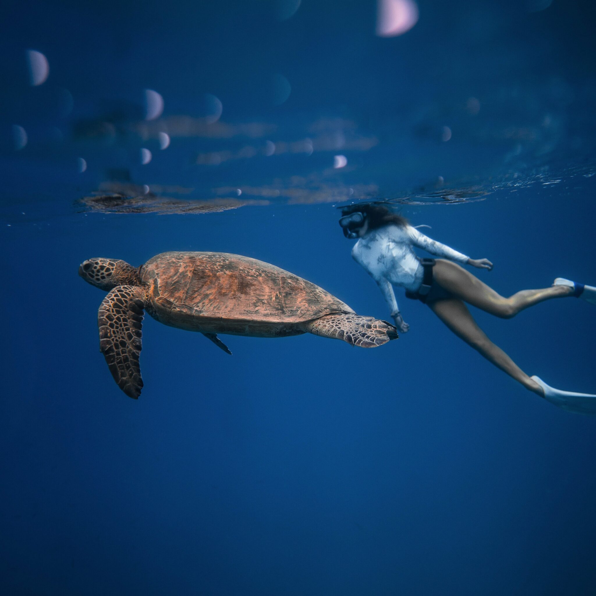 Turtle and freediver - Pexels (Stock image)