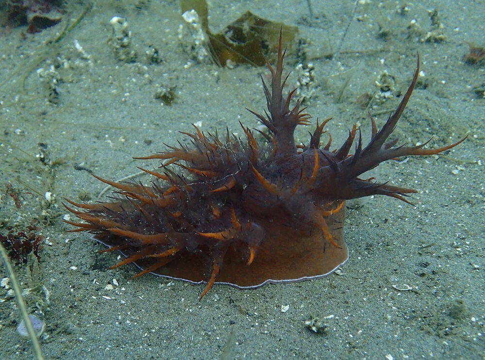 a rainbow nudibranch on the seafloor in California