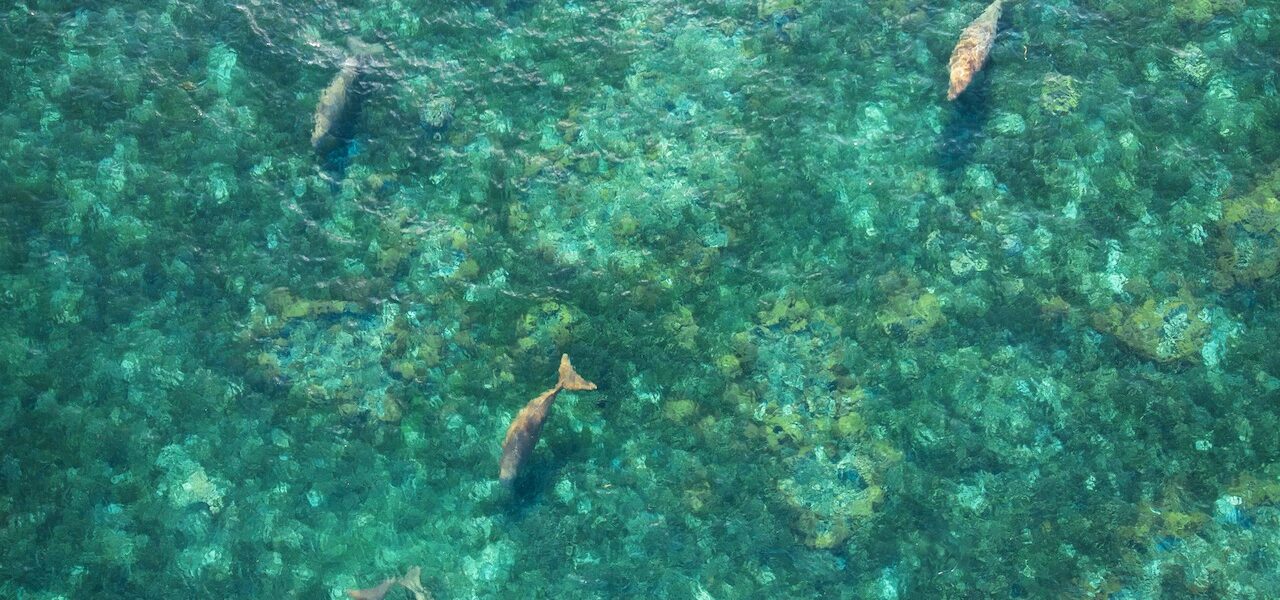 The Top Destinations for Swimming & Diving with Dugongs
