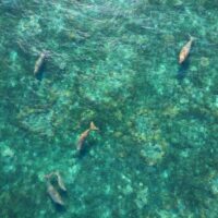 how to swim and dive with dugongs