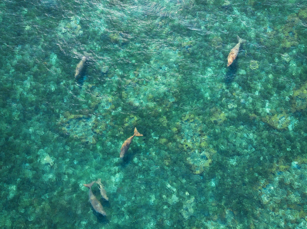 how to swim and dive with dugongs