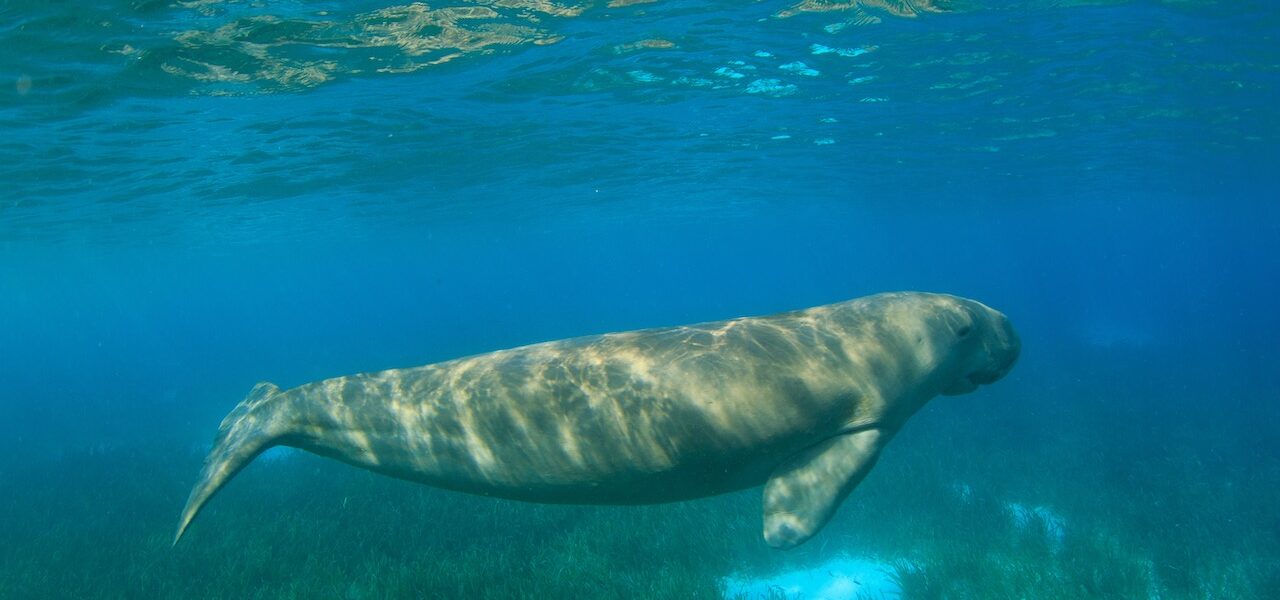 Cinque modi per proteggere le praterie marine nel 2023