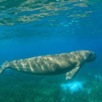 dive with dugongs indonesia