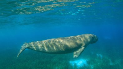 dive with dugongs indonesia