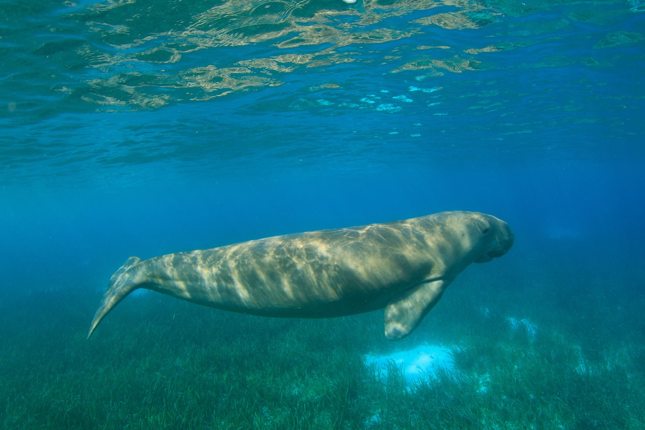 dive with dugongs indonesia