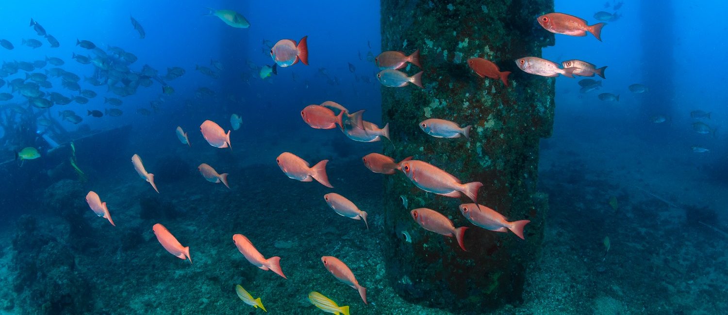 Discovering the Value of Rigs as Reefs