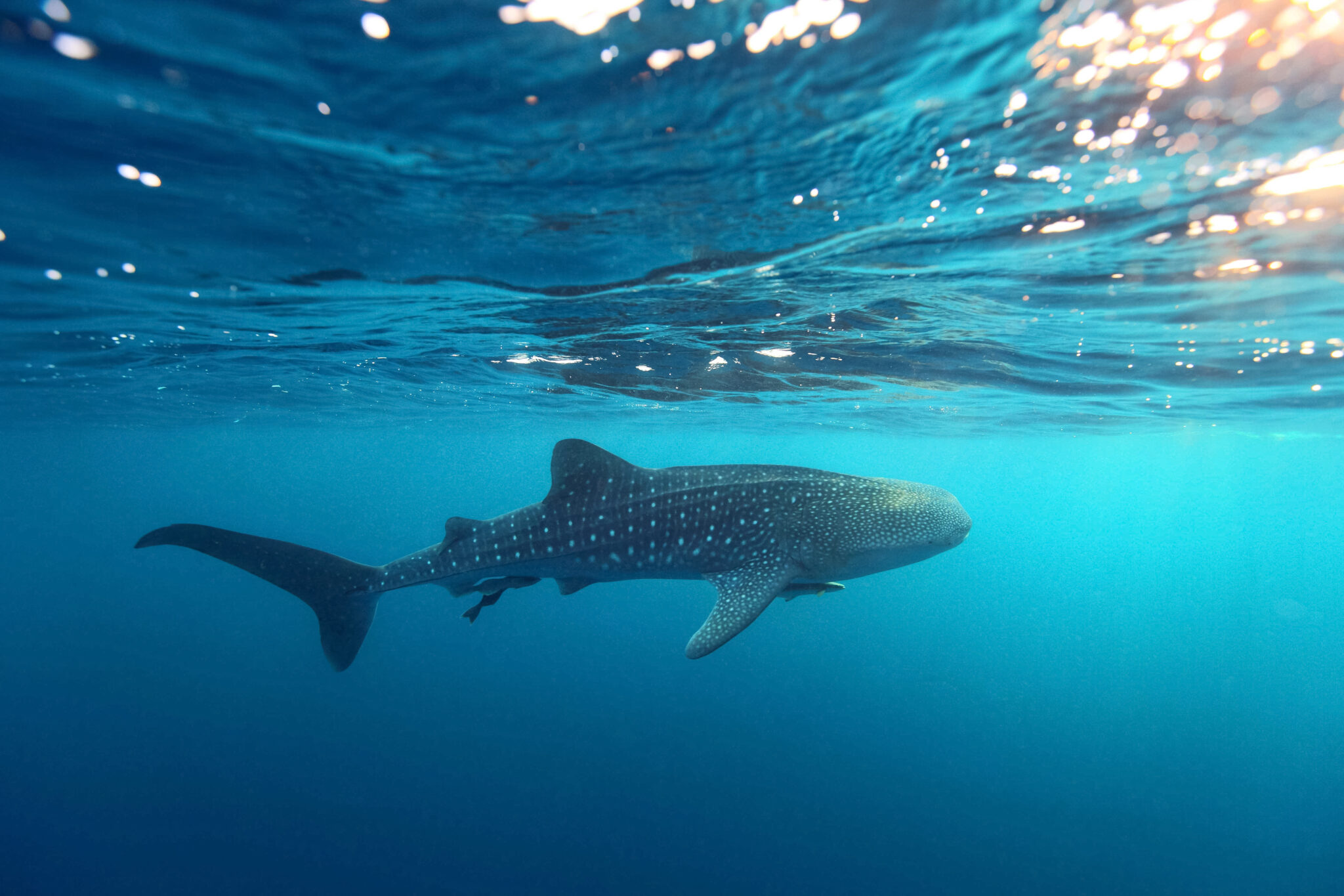 A whale shark swimming below the surface of the ocean, and a popular encounter for liveaboard scuba divers visiting Thailand