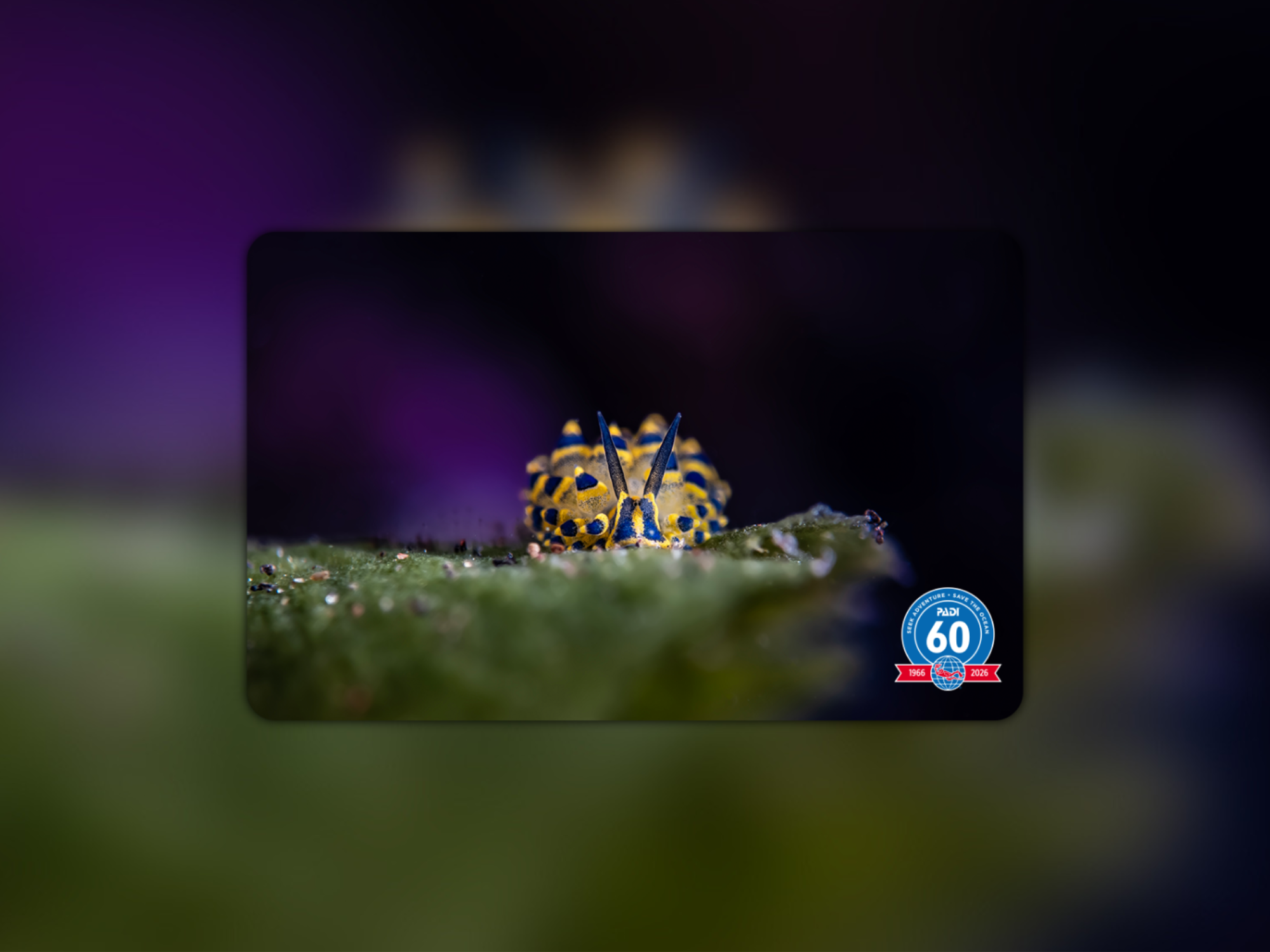 Little Sheep of the Sea Q3 2026 limited edition certification card