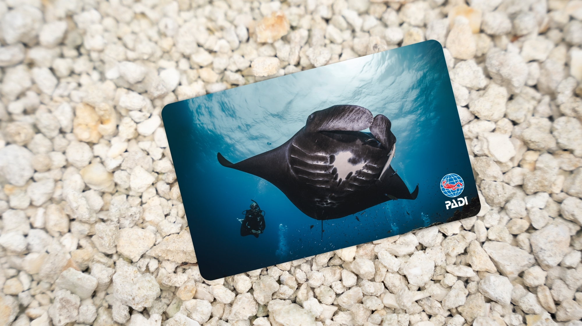 The PADI manta ray cert card pictured on pebbles
