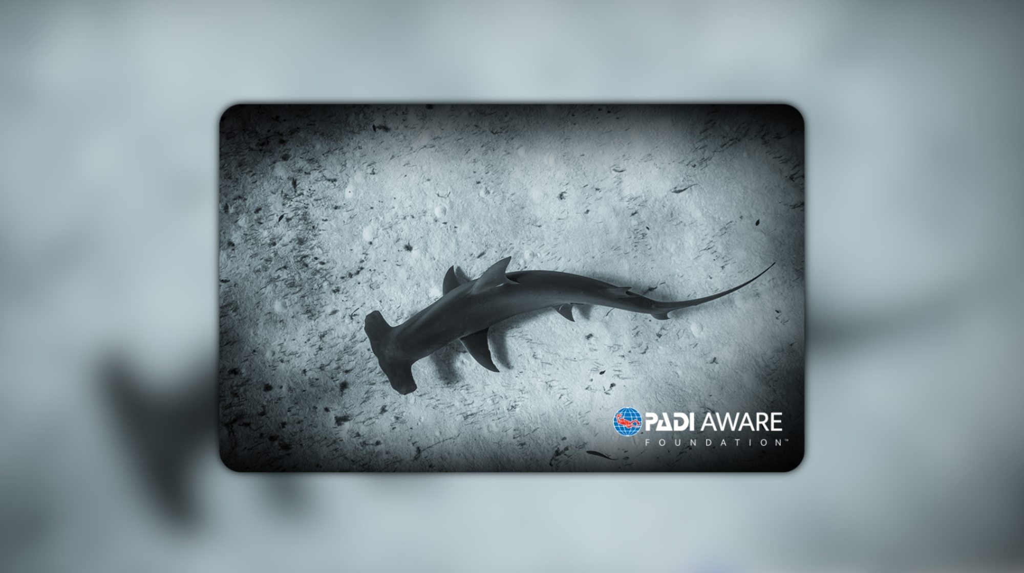AWARE certification card, featuring a hammerhead shark.