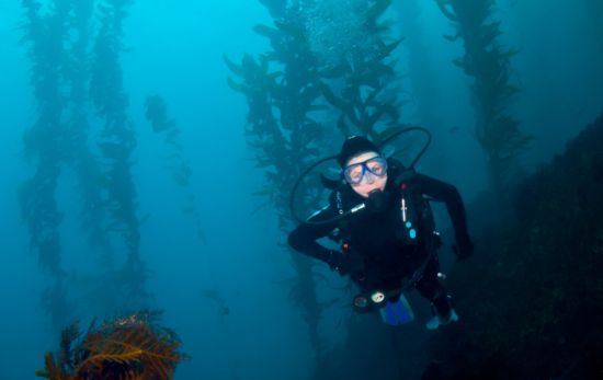 Scuba diver exploring the kelp forests of California.
