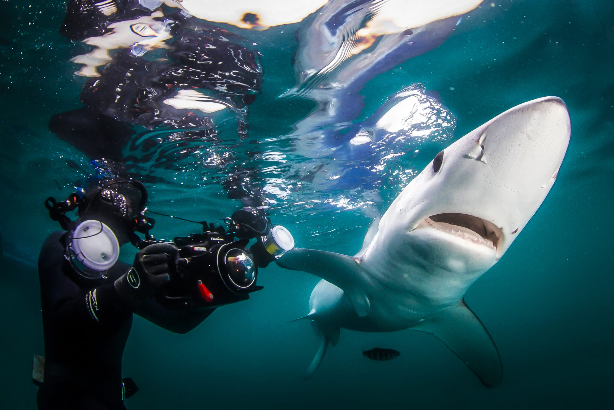 An scuba diver films a shark underwater