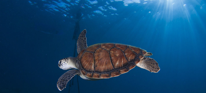 Sea Turtle in the Canary Islands, an ideal winter diving destination