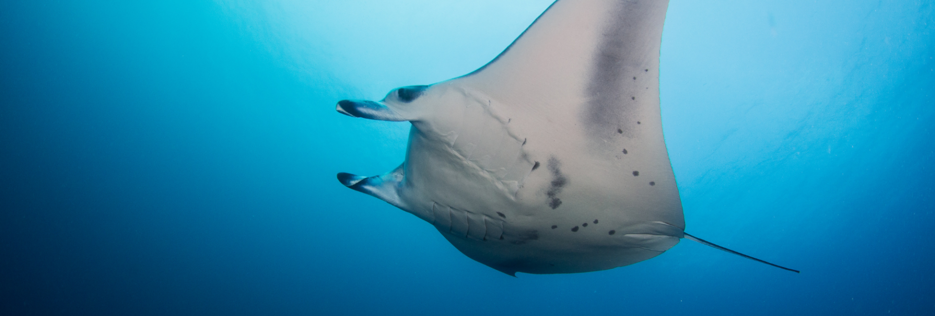 Scuba Diving in Brisbane