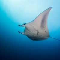 Be a torchbearer and report Manta Rays at brisbane dive site