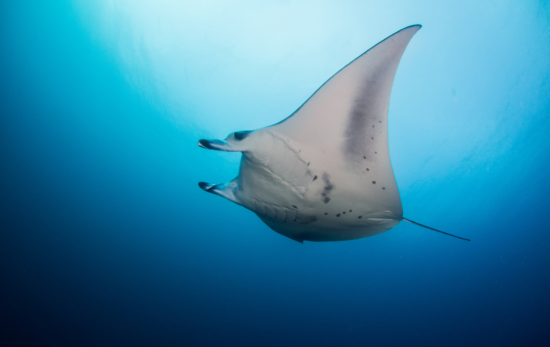 Be a torchbearer and report Manta Rays at brisbane dive site