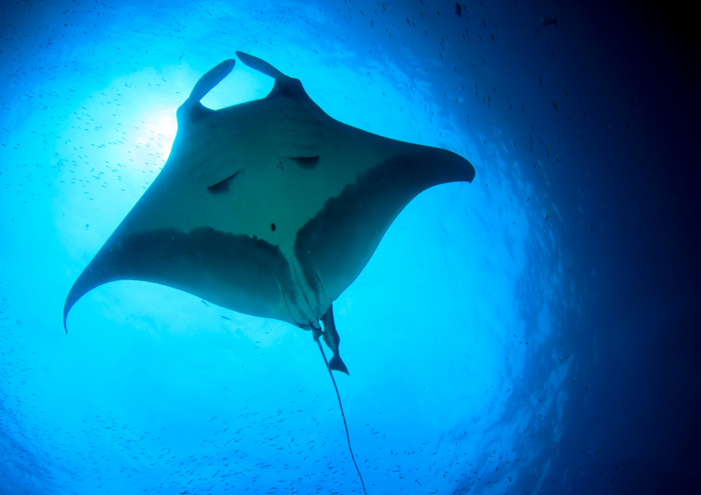 Manta Ray brisbane dive site