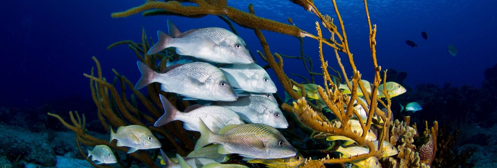 Best Places to Dive in Cozumel