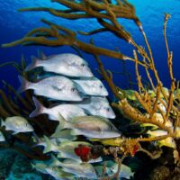 Scuba diving in Cozumel