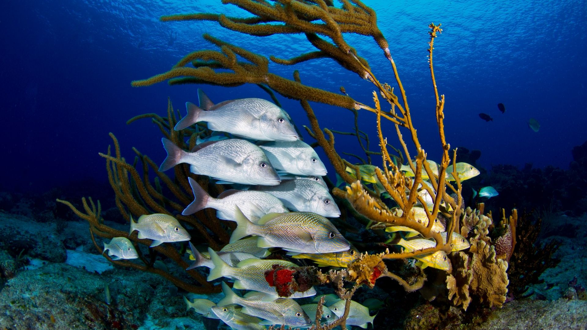 Scuba diving in Cozumel