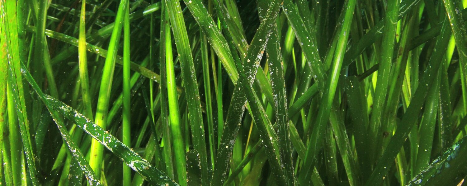 Seagrass: The Unsung Hero of UK Climate Efforts